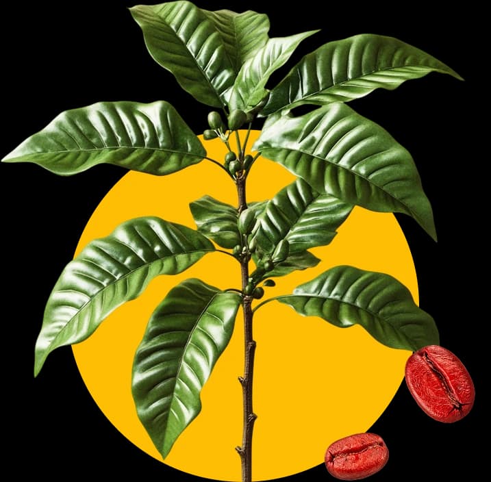 Planta de café sobre un círculo amarillo, con granos de café rojos